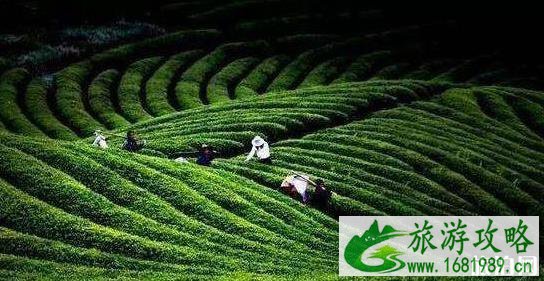 徽州古道徒步线路推荐 徽州古道徒步线路推荐