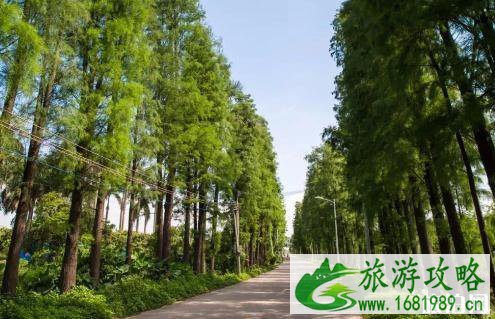 中山大南农业生态岛游玩攻略2022 中山大南农业生态岛游玩攻略2022