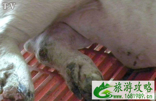 2022年8月去郑州旅行吃猪肉会感染口蹄疫吗 郑州口蹄疫严重吗 2022年8月去郑州旅行吃猪肉会感染口蹄疫吗 郑州口蹄疫严重吗