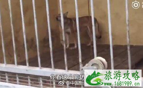 廊坊动物园东北虎笼子关着狗是真的吗 廊坊动物园东北虎笼子关着狗是真的吗