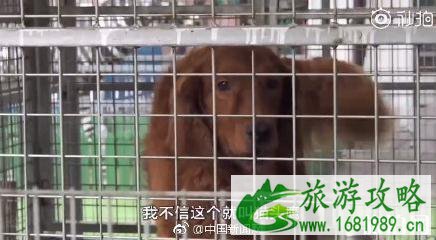 廊坊动物园东北虎笼子关着狗是真的吗 廊坊动物园东北虎笼子关着狗是真的吗