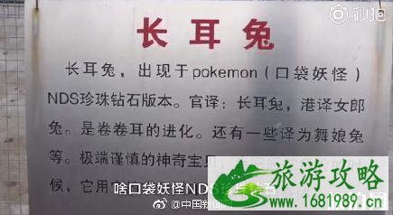 廊坊动物园东北虎笼子关着狗是真的吗 廊坊动物园东北虎笼子关着狗是真的吗