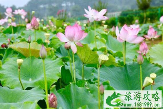 大连荷花什么时候开 大连周边赏荷攻略2022 大连荷花什么时候开 大连周边赏荷攻略2022