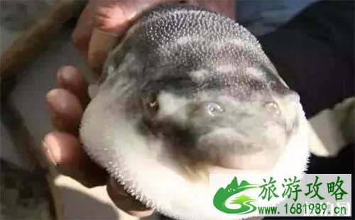 江阴有什么好吃的 长江三鲜最好吃的城市 江阴有什么好吃的 长江三鲜最好吃的城市