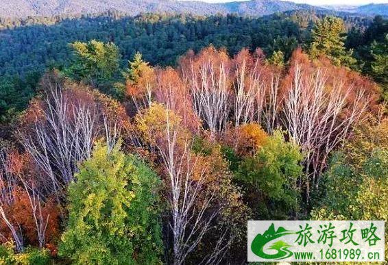 伊春游玩攻略 时间+交通指南+线路 伊春游玩攻略 时间+交通指南+线路