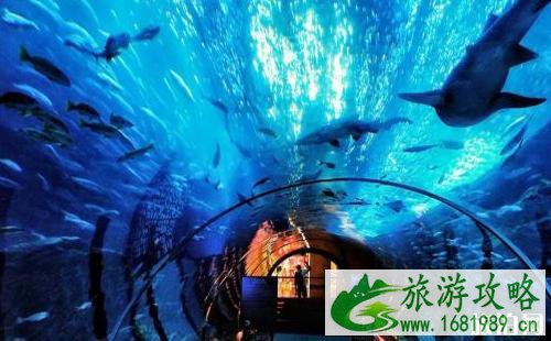 2022上海海昌极地海洋世界门票价格+优惠政策 上海极地海洋公园什么时候开业