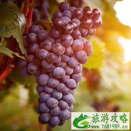成都哪里可以摘葡萄 成都摘葡萄的地方