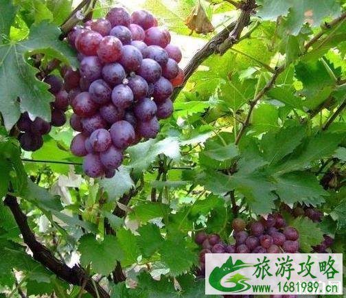 成都哪里可以摘葡萄 成都摘葡萄的地方