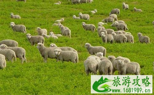 2022年8月去黑龙江还可以吃羊肉吗 黑龙江羊炭疽疫情严重吗 2022年8月去黑龙江还可以吃羊肉吗 黑龙江羊炭疽疫情严重吗