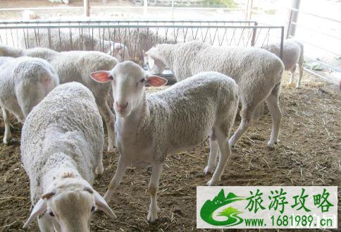 2022年8月去黑龙江还可以吃羊肉吗 黑龙江羊炭疽疫情严重吗 2022年8月去黑龙江还可以吃羊肉吗 黑龙江羊炭疽疫情严重吗