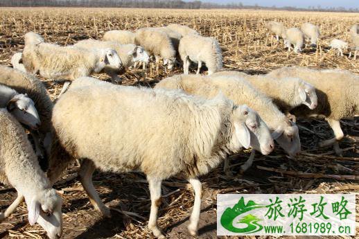 2022年8月去黑龙江还可以吃羊肉吗 黑龙江羊炭疽疫情严重吗 2022年8月去黑龙江还可以吃羊肉吗 黑龙江羊炭疽疫情严重吗