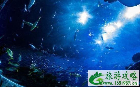 2022国内海洋馆排行榜 中国十大海洋馆介绍 2022国内海洋馆排行榜 中国十大海洋馆介绍