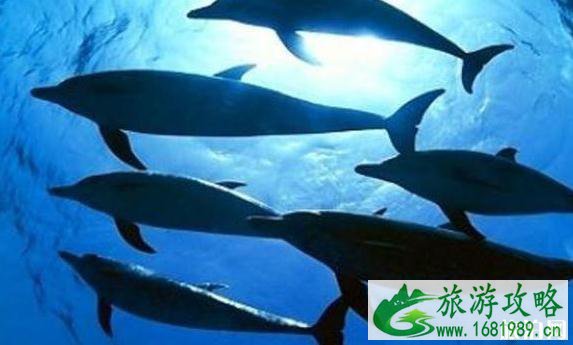 2022国内海洋馆排行榜 中国十大海洋馆介绍 2022国内海洋馆排行榜 中国十大海洋馆介绍