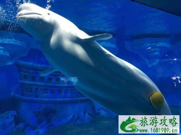 2022国内海洋馆排行榜 中国十大海洋馆介绍 2022国内海洋馆排行榜 中国十大海洋馆介绍
