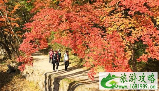 2022韩国最适合赏枫的地方是哪里 韩国赏枫地点推荐