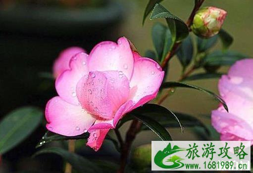 南宁免费景点 南京旅游景点介绍