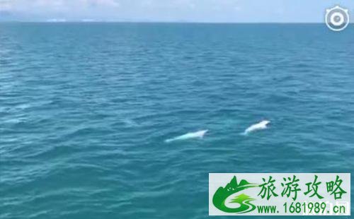 在海南哪里可以看到中华白海豚 在海南哪里可以看到中华白海豚