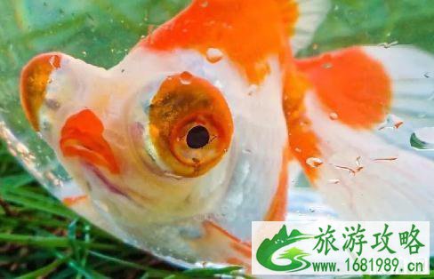 2022北京景山公园金鱼展时间是什么时候+门票价格 2022北京景山公园金鱼展时间是什么时候+门票价格