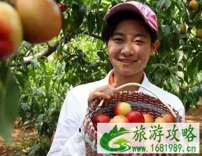 韶关采摘园 葡萄+桃子+李子 韶关采摘园 葡萄+桃子+李子