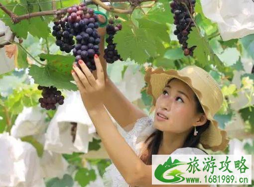 韶关采摘园 葡萄+桃子+李子 韶关采摘园 葡萄+桃子+李子