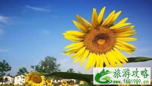 南京八月热吗 南京八月旅游去哪里