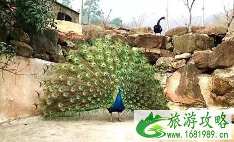 南京八月热吗 南京八月旅游去哪里