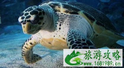 2022北京富国海底世界暑期门票多少钱+优惠政策 2022北京富国海底世界暑期门票多少钱+优惠政策