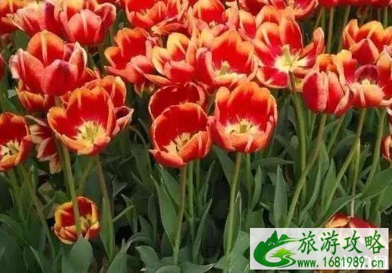 湛江游玩线路图 湛江游玩线路图