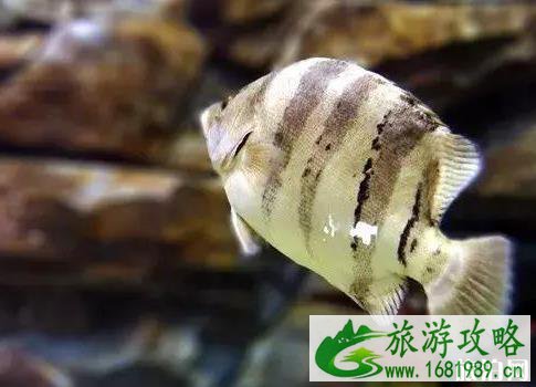 云南免费景点介绍 云南免费景点介绍