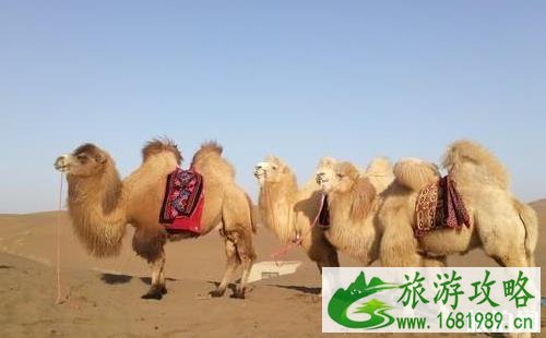 新疆旅游要注意哪些事项