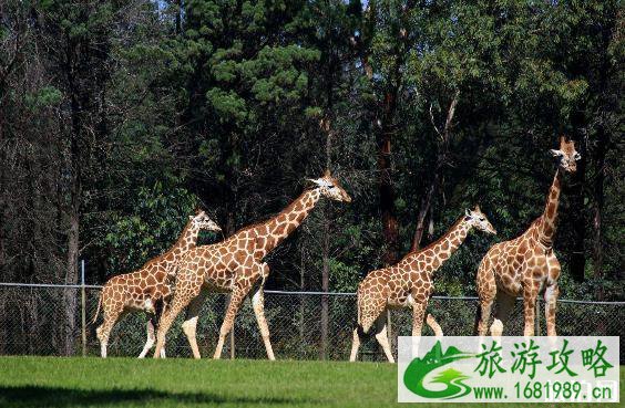 2022城管动物园执法内容是什么 动物园为什么禁止投喂