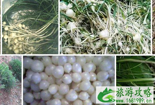 文山特色美食攻略 文山特色美食攻略