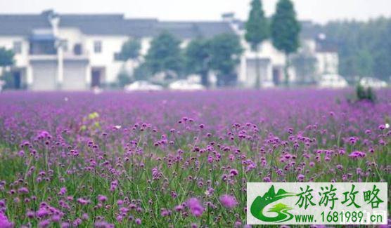 成都薰衣草花海在哪里 成都薰衣草花海介绍