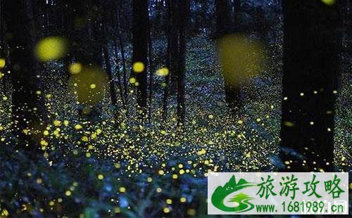 2022重庆大学城萤火谷开放时间 2022重庆大学城萤火谷开放时间
