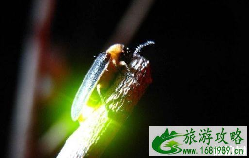 2022重庆大学城萤火谷开放时间 2022重庆大学城萤火谷开放时间