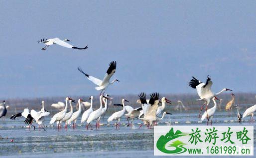 2022鄱阳湖湿地公园门票价格+优惠政策 2022鄱阳湖湿地公园门票价格+优惠政策