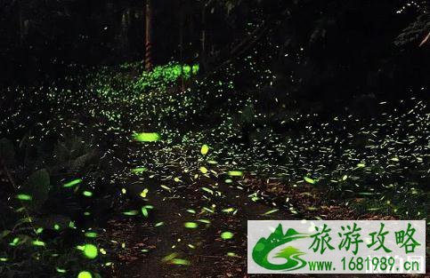 萤火虫去哪看 萤火虫观赏地点推荐国内篇