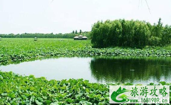 新民荷花节是哪一天 新民荷花节活动介绍+门票
