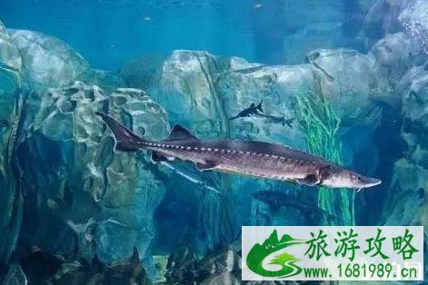 2022重庆汉海海洋公园门票多少钱+开放时间 2022重庆汉海海洋公园门票多少钱+开放时间