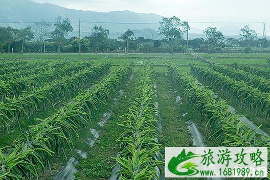 花东纵谷游玩攻略