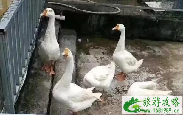 保定动物园门票多少钱+优惠政策 保定动物园门票多少钱+优惠政策