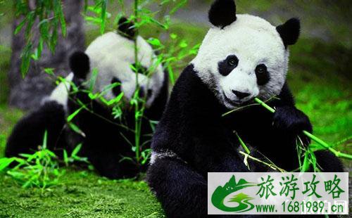 2022都江堰熊猫乐园门票多少钱+优惠政策 2022都江堰熊猫乐园门票多少钱+优惠政策