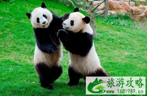 2022都江堰熊猫乐园门票多少钱+优惠政策 2022都江堰熊猫乐园门票多少钱+优惠政策