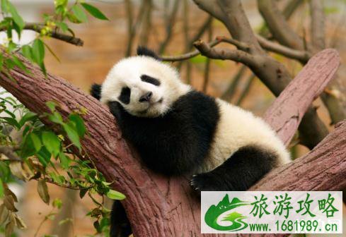 2022都江堰熊猫乐园门票多少钱+优惠政策 2022都江堰熊猫乐园门票多少钱+优惠政策