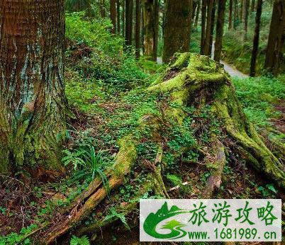 阿里山游玩攻略
