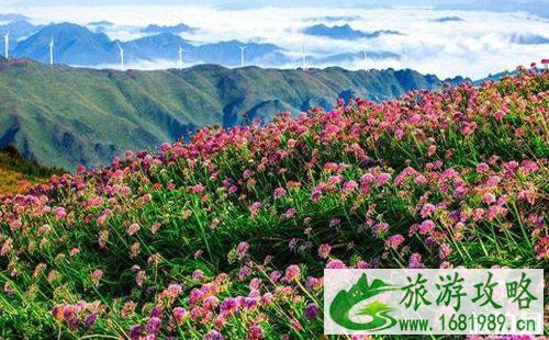 贵州花海图片 贵州看花的地方介绍