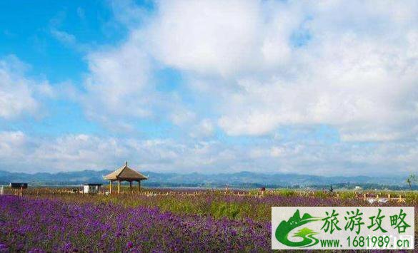 贵州花海图片 贵州看花的地方介绍