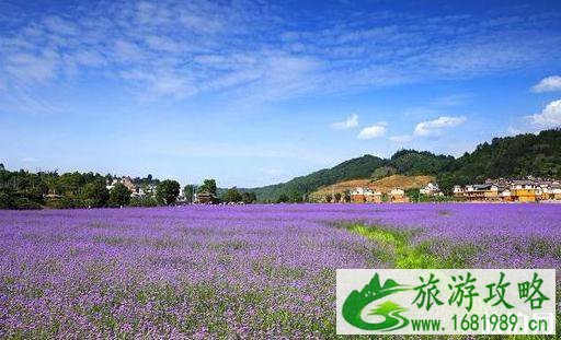 贵州花海图片 贵州看花的地方介绍