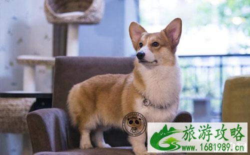 成都柯基咖啡馆在哪里 成都柯基咖啡馆消费多少钱 成都柯基咖啡馆在哪里 成都柯基咖啡馆消费多少钱