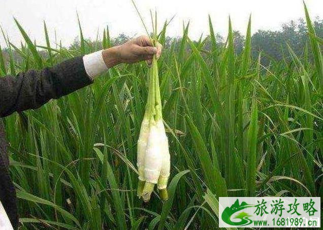 上海青浦练塘古镇游玩攻略 上海青浦练塘古镇游玩攻略